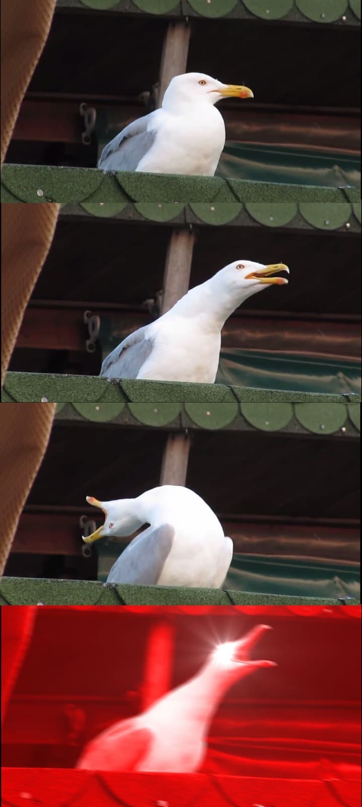 Gaivota Inalando