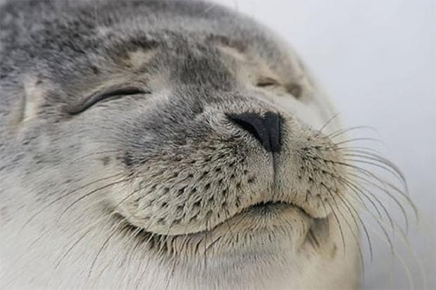 Foca Satisfeita