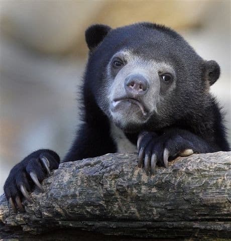 Urso Confissão