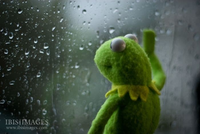 Kermit na Janela