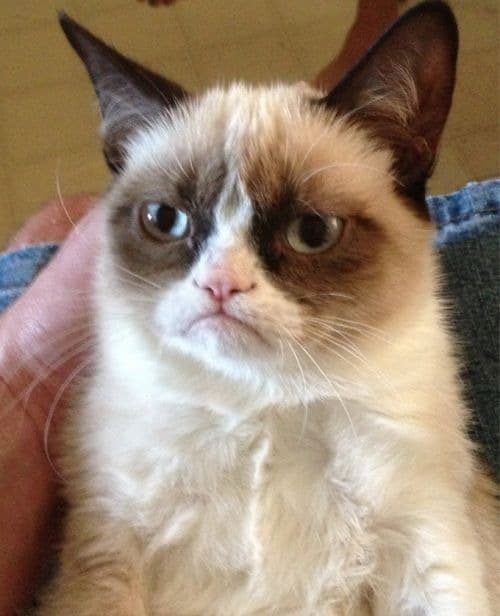 Gato Rabugento