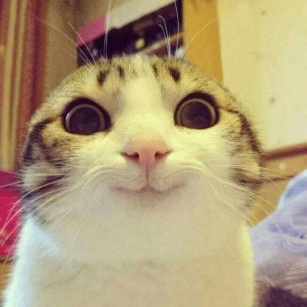 Gato Sorridente