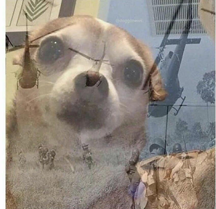 Chihuahua Com Trauma
