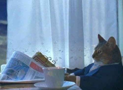 Eu Deveria Comprar Um Barco (Gato)