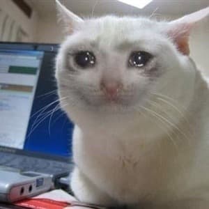 Gatinho Chorando