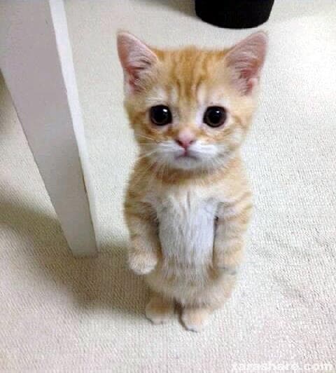 Gato Fofo