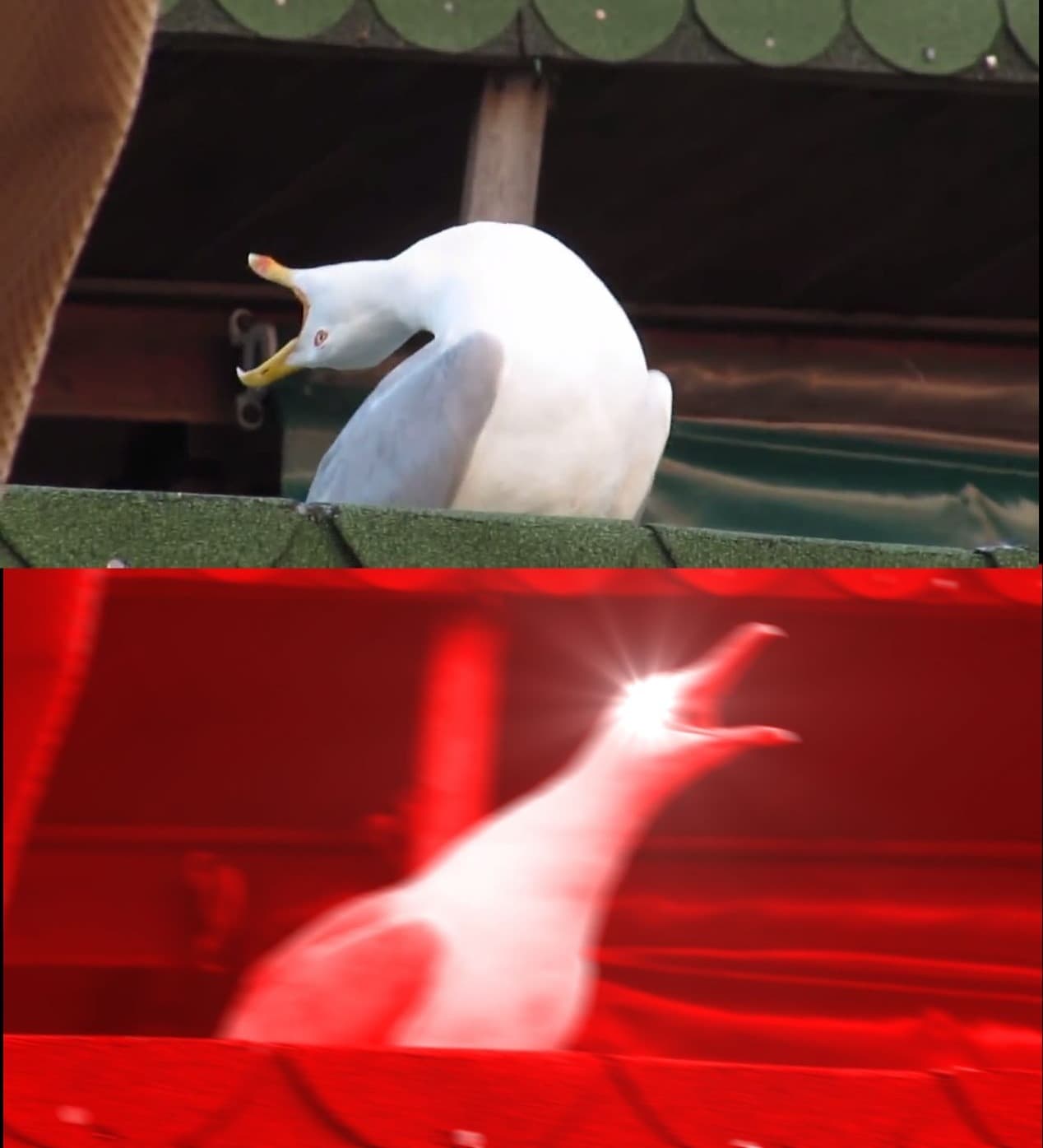 Pássaro Gritando