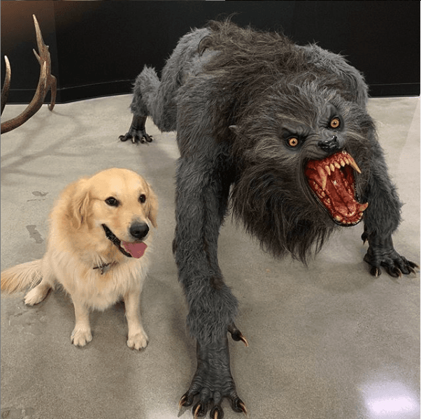 Cachorro Vs Lobisomem
